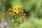 Blossoming common Saint John`s wort