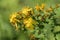 Blossoming common Saint John`s wort