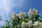 Blossoming common Syringa vulgaris lilacs bush white cultivar. Springtime landscape with bunch of tender flowers. lily-white