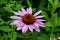 Blossoming Coneflower in a Garden