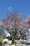 Blossoming Crabapple and Snow