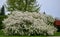 Blossoming Crabapple Tree