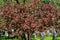 Blossoming crabapple tree on spring