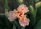 Blossoming cream beige iris acoma flower close-up