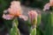 Blossoming cream beige iris flower close-up