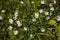 Blossoming creeping speedwell flowers