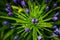 Blossoming Crocus Flower Closeup of beautiful geen garden plant