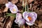 Blossoming Crocus `Pickwick` Dutch crocus bulbs