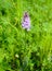 The blossoming crowfoot (Orchis maculata L.)