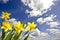 Blossoming daffodils and a blue sky