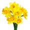 Blossoming daffodils isolated on white