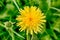 Blossoming dandelion in spring close-up.