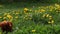 Blossoming Dandelion Taraxacum field with wild birds songs and beauty longhair dachshund. Yellow dandelions on green meadow.