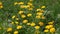 Blossoming Dandelion Taraxacum field with wild birds songs. Yellow dandelions on green meadow in springtime