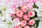 Blossoming delicate roses, blooming flowers festive background.