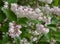 Blossoming deytion rough, or star-shaped (Deutzia scabra Thunb.