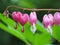 Blossoming Dicentra, bleeding-heart flower