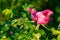 Blossoming dogrose flowers in the summer garden