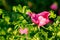 Blossoming dogrose flowers in the summer garden