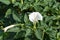 Blossoming dope Indian (Datura inoxia Mill. )