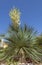 Blossoming dwarf Yucca palm