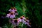 Blossoming echinacea. Natural homeopathy
