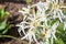Blossoming edelweiss with beautiful white flower on the alpine meadow in the mountains, natural botanical background