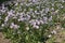 Blossoming Erigeron speciosus plants in June