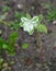The blossoming euphorbia bordered Euphorbia marginata
