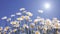 Blossoming field camomiles against the blue sky