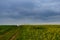 Blossoming field of yellow rapeseed field and a stormy spring day, in Romania