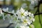 Blossoming fllowers on the branches