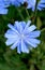 Blossoming flower blue chicory macro