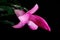 Blossoming flower, Christmas cactus