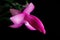 Blossoming flower, Christmas cactus