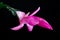 Blossoming flower, Christmas cactus