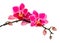 Blossoming flower exotic mini orchid