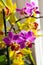 Blossoming flower exotic orchid