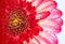 Blossoming flower gerbera