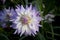 Blossoming flower pink Dahlia closeup