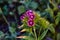 A blossoming flower of a turkey carnation