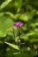 A blossoming flower of tyrol knapweed centaurea nigrescens