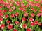 The blossoming flowerbed with crimson tulips