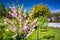 Blossoming flowering almond tree in the summer garden