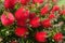 Blossoming flowers of beautiful callistemon