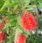 Blossoming flowers of callistemon at sun spring day