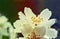 Blossoming flowers of Jasmine tree & x28;Jasminum officinale& x29;, Europe