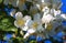 Blossoming flowers of Jasmine tree Jasminum officinale, summer, Europe