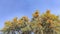 Blossoming flowers of Tecomella Undulata on tree branches, Rohida tree flowers