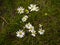 Blossoming forest camomiles in grass